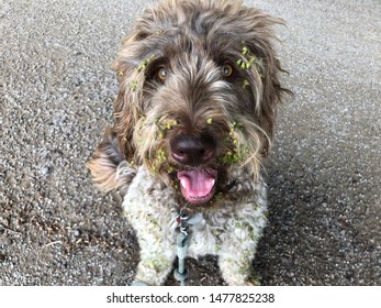 a dog found some burrs - Shutterstock ID 1477825238