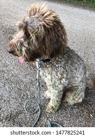 A Dog Found Some Burrs