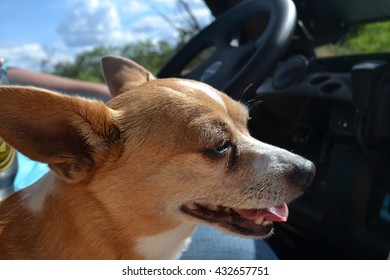 Dog In Four Wheeler.