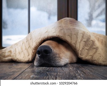 The Dog Freezes. Funny Dog Wrapped In A Warm Blanket. Outside The Window Snow, Winter