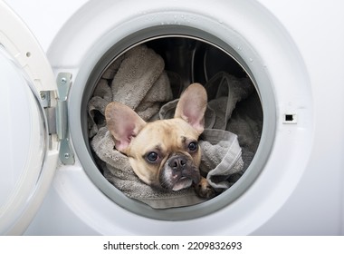 A Dog Of The French Bulldog Breed Lies In A Washing Machine With An Open Door And Calmly Looks Into The Camera From Below Wet Clothes. Laundry At Home.