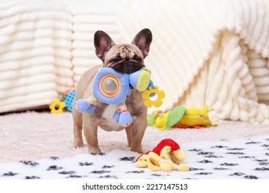 Dog french bulldog breed on the mat with a toy - Shutterstock ID 2217147513