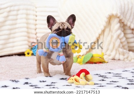 Dog french bulldog breed on the mat with a toy