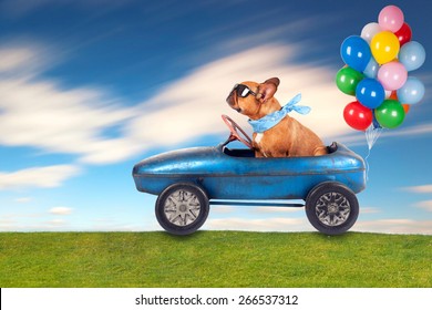 dog (French bulldog) driving a toy car with balloons , dog enjoys a a ride in his blue old car