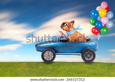 dog (French bulldog) driving a toy car with balloons , dog enjoys a a ride in his blue old car