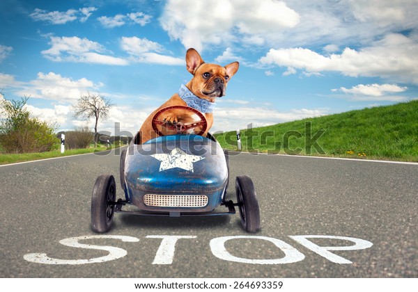 dog-french-bulldog-driving-toy-600w-264693359.jpg