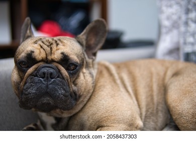dog french bulldog is lying on the sofa and looks at the camera.