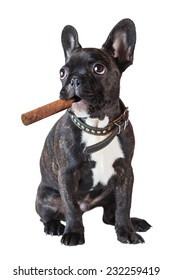 dog french bulldog sitting with a cigar on a white background
