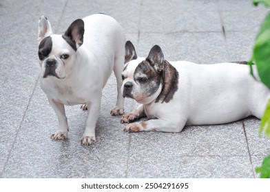 dog or french bulldog, unaware French bulldog  or french bulldog family