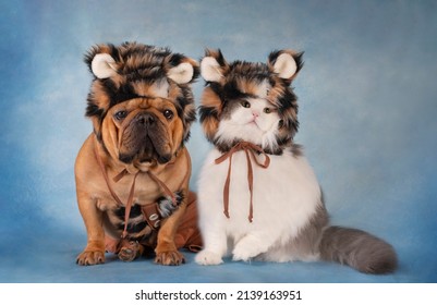 Dog French Bulldog And White Fluffy Cat In Tiger Costume On Blue Background