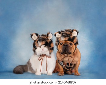 Dog French Bulldog And White Fluffy Cat In Tiger Costume On Blue Background