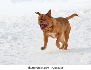 Dog of French Mastiff breed running towards the viewer in deep snow - Powered by Shutterstock