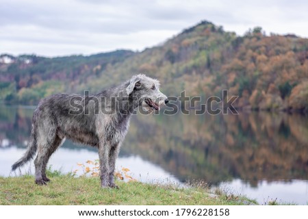 Dog friend man. A huge Irish wolfhound stands on the river bank with a blurred autumn background.