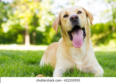 Dog with a friendly smile 