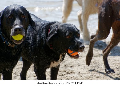 Dog Friends Photobomb On The Beach.