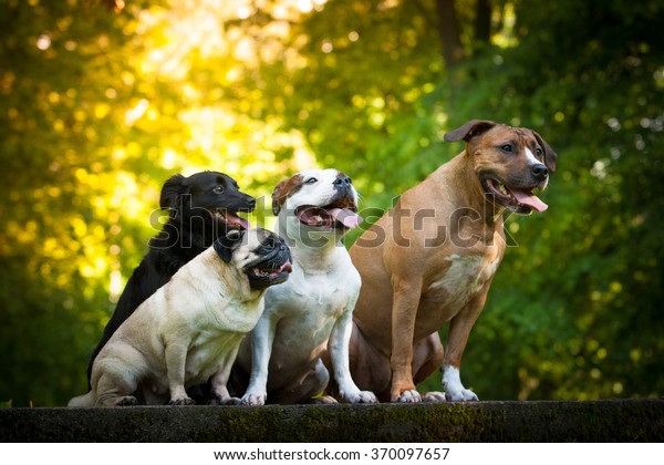Dog friends - staffordshire\
bullterier, staffbulterier, pug and crossbreed sitting\
outside