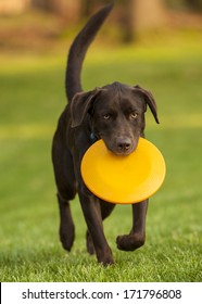 Dog With Frisbee