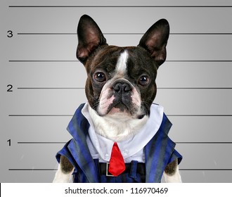 A Dog In Front Of A Convict Poster Getting A Mug Shot Taken