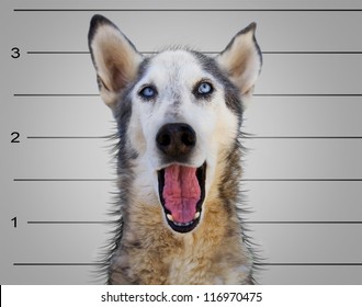 A Dog In Front Of A Convict Poster Getting A Mug Shot Taken