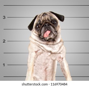 A Dog In Front Of A Convict Poster Getting A Mug Shot Taken