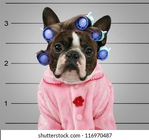 A Dog In Front Of A Convict Poster Getting A Mug Shot Taken