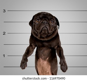 A Dog In Front Of A Convict Poster Getting A Mug Shot Taken