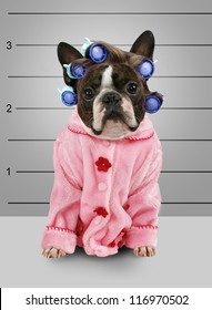 A Dog In Front Of A Convict Poster Getting A Mug Shot Taken