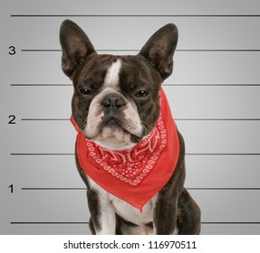 A Dog In Front Of A Convict Poster Getting A Mug Shot Taken