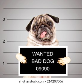 A Dog In Front Of A Convict Poster Getting A Mug Shot Taken