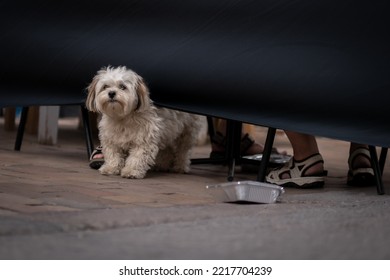 a dog in front of a curtain 