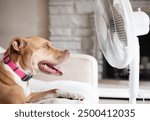 Dog in front of fan while lying on sofa. Puppy dog enjoying the cool air from electric fan. Dog panting. Keeping cat, dogs and pets cool in summer heat. Female Boxer Pitbull mix. Selective focus.