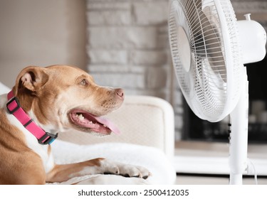 Dog in front of fan while lying on sofa. Puppy dog enjoying the cool air from electric fan. Dog panting. Keeping cat, dogs and pets cool in summer heat. Female Boxer Pitbull mix. Selective focus. - Powered by Shutterstock