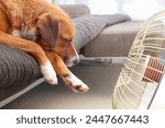 Dog in front of heater. Side view of cute puppy dog sleeping close to infrared heater. Concept for pet safety with heaters. Female Harrier mix dog. Selective focus.