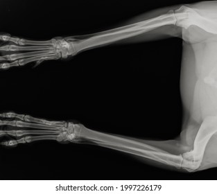 how much is an xray for a dogs leg