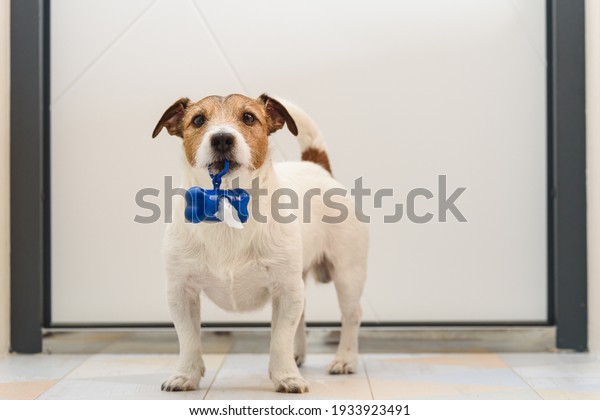 Dog in front of white door\
holding bag dispenser for dog poop to remind owner to take it to\
walk