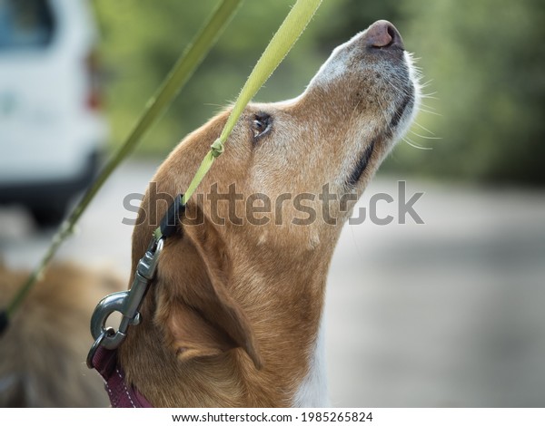 dog in\
full concentration to get treats from its\
owner