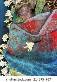 Dog Funeral, Buddhist Ceremony For Remember, Honor And Sanctify The Dead.