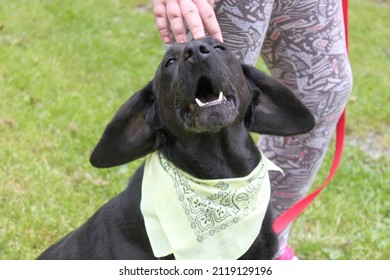 A Dog With Funny Big Ears Next To A Human. The Black Hunting Dog Asks For Attention And Stroking By Lifting His Head, And His Long Flopped Ears Look Funny.