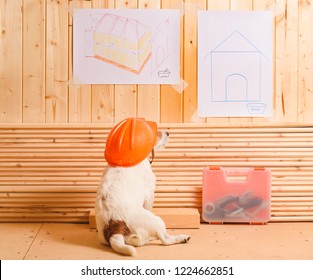 Dog As Funny Constructor With Hardhat Looking At Blueprint Of Kennel