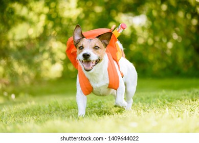 Dog As Funny Schoolboy Going Back To School With Backpack Full Of School Supplies