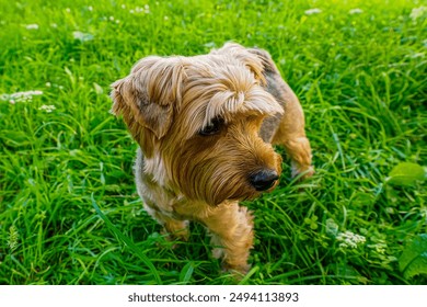 Dog. Funny Yorkshire terrier on a walk in a public park. The year of the dog. Pets. - Powered by Shutterstock