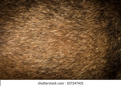 Dog Fur