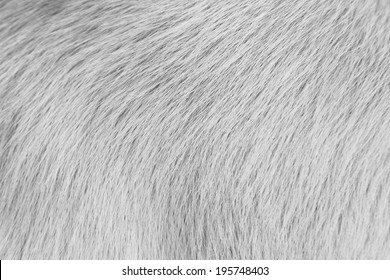 Dog Fur