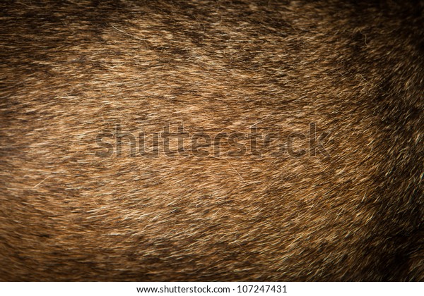 Dog Fur Stock Photo (Edit Now) 107247431