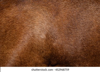 Dog Fur. Animal Fur Texture. Fur Fees. Short Fur. Brown Natural Short Hair Animal Close Up.
The Hair Coat.