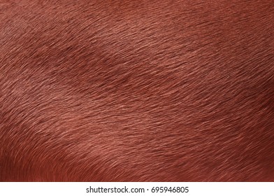 Dog Fur. Animal Fur Texture. Fur Fees. Short Fur