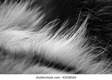 Dog Fur Closeup