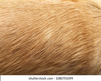 Dog Fur Closeup. Red, Yellow, Brown Color.