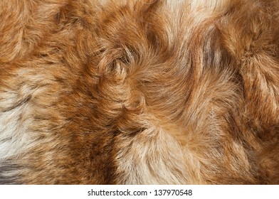 Dog Fur Close-up. Red, Yellow, Gray, White Color.