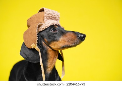 Dog in fur headdress hat with earflaps on yellow background in profile. Dachshund in warm suede hat villager, fashion accessory. Fashion clothing for pets, street style. Trend of season Elderly cold 